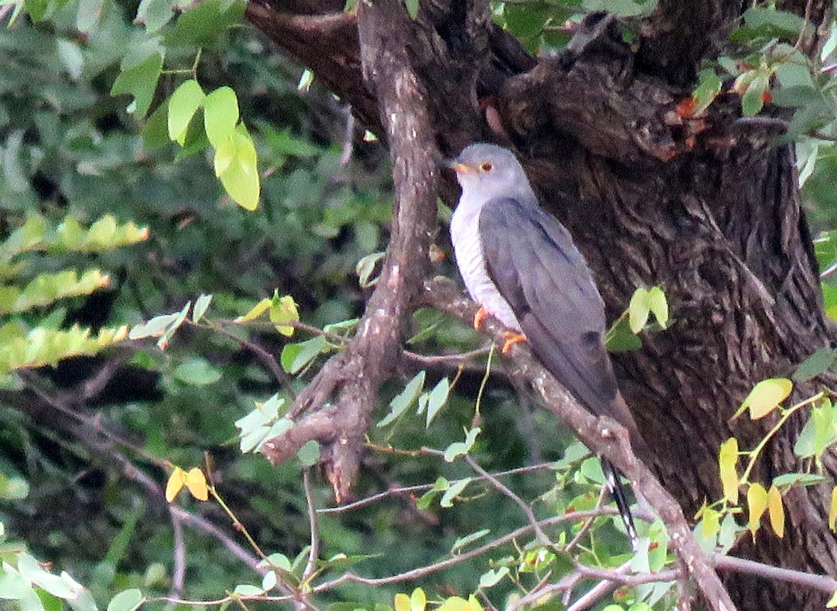 African Cuckoo - ML183720001