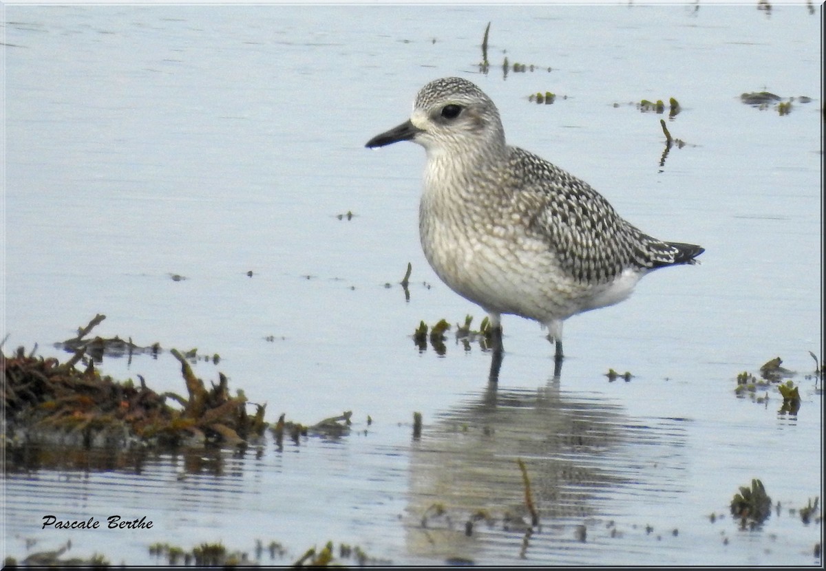 Black-bellied Plover - Pascale Berthe