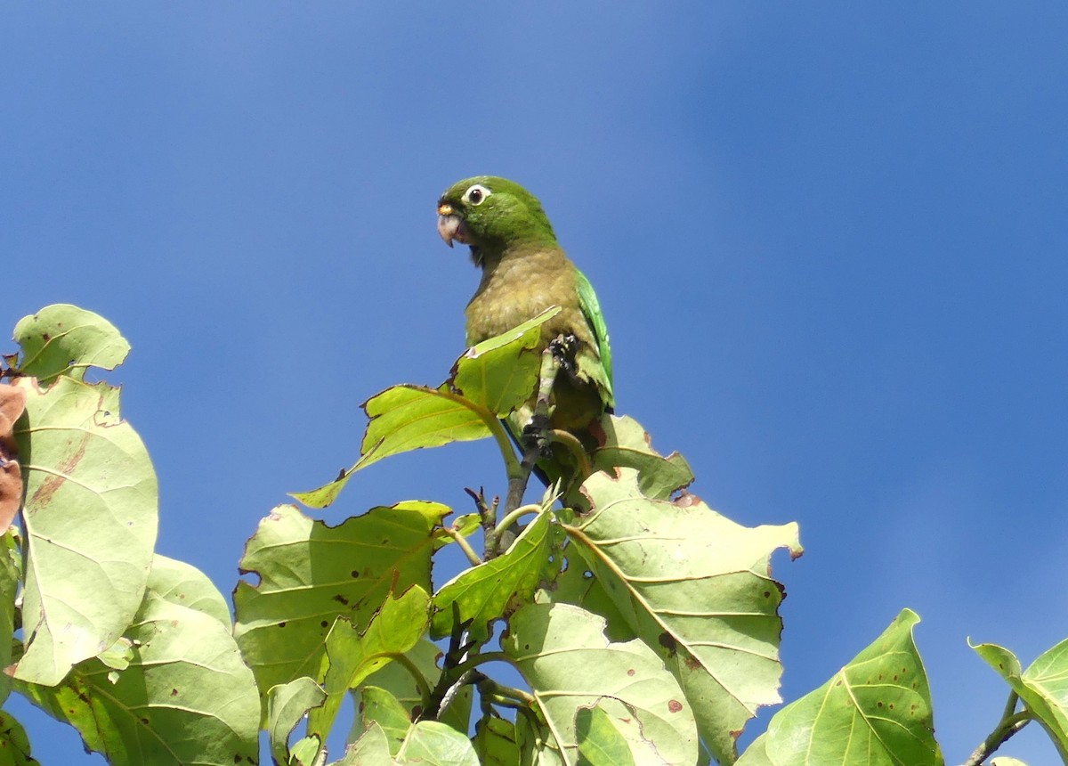Olive-throated Parakeet - ML183721461