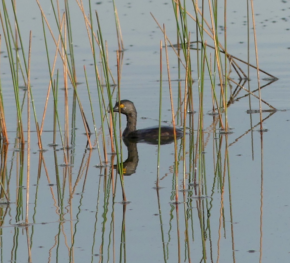 Least Grebe - ML183723221