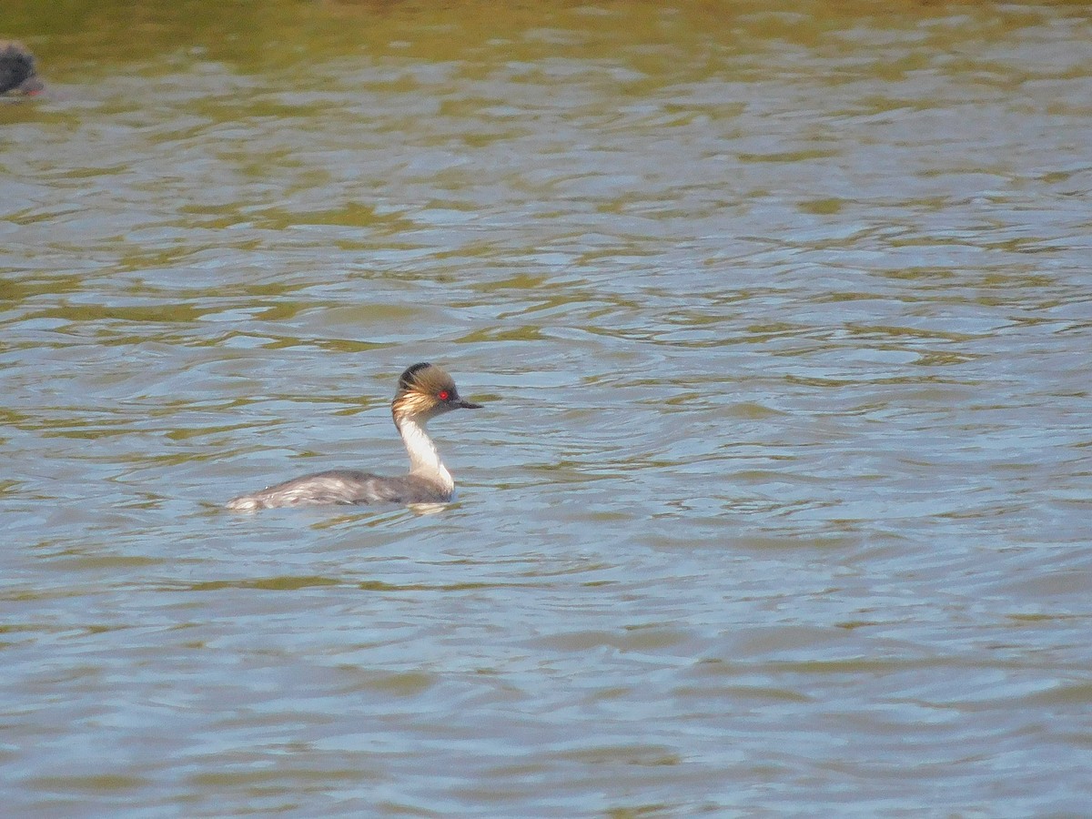 Silvery Grebe - ML183724661