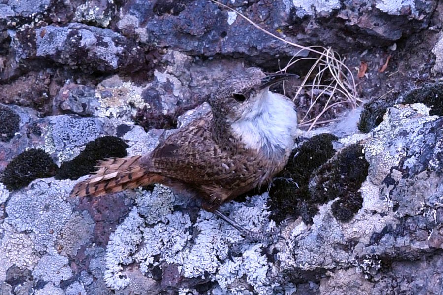 Canyon Wren - ML183725921