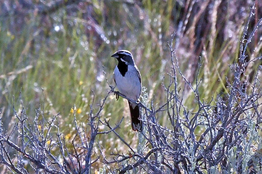 Black-throated Sparrow - ML183725991