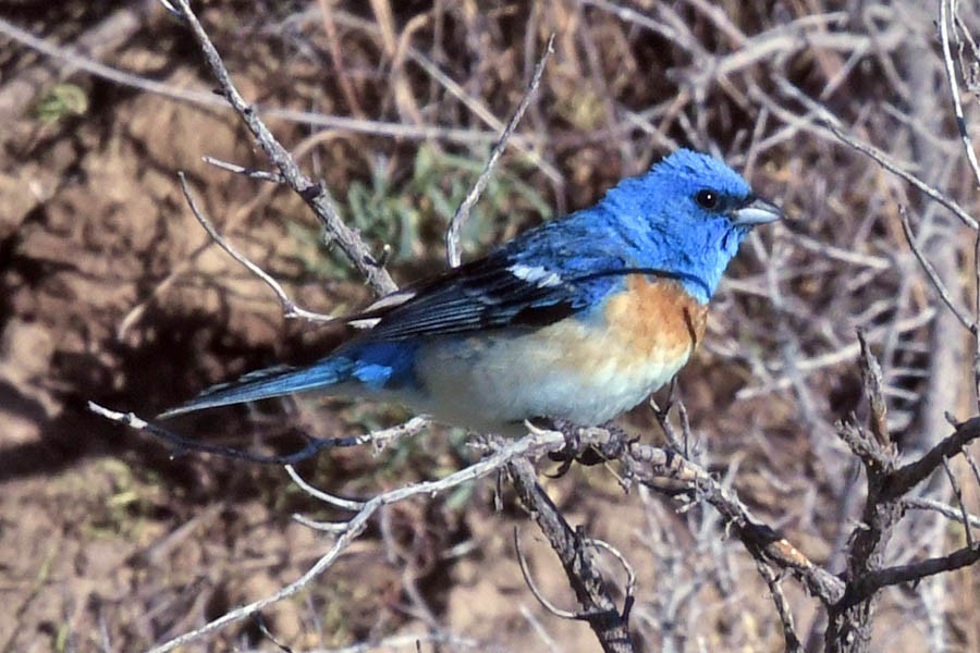 Lazuli Bunting - ML183726101