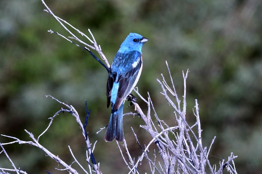 Lazuli Bunting - ML183726151