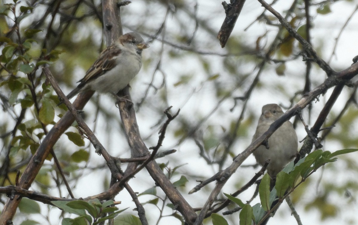 House Sparrow - ML183726881