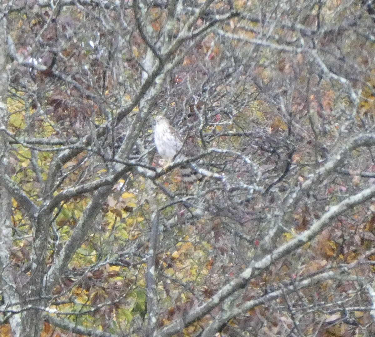 Cooper's Hawk - ML183727101