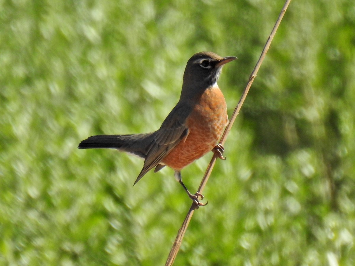 American Robin - ML183729331