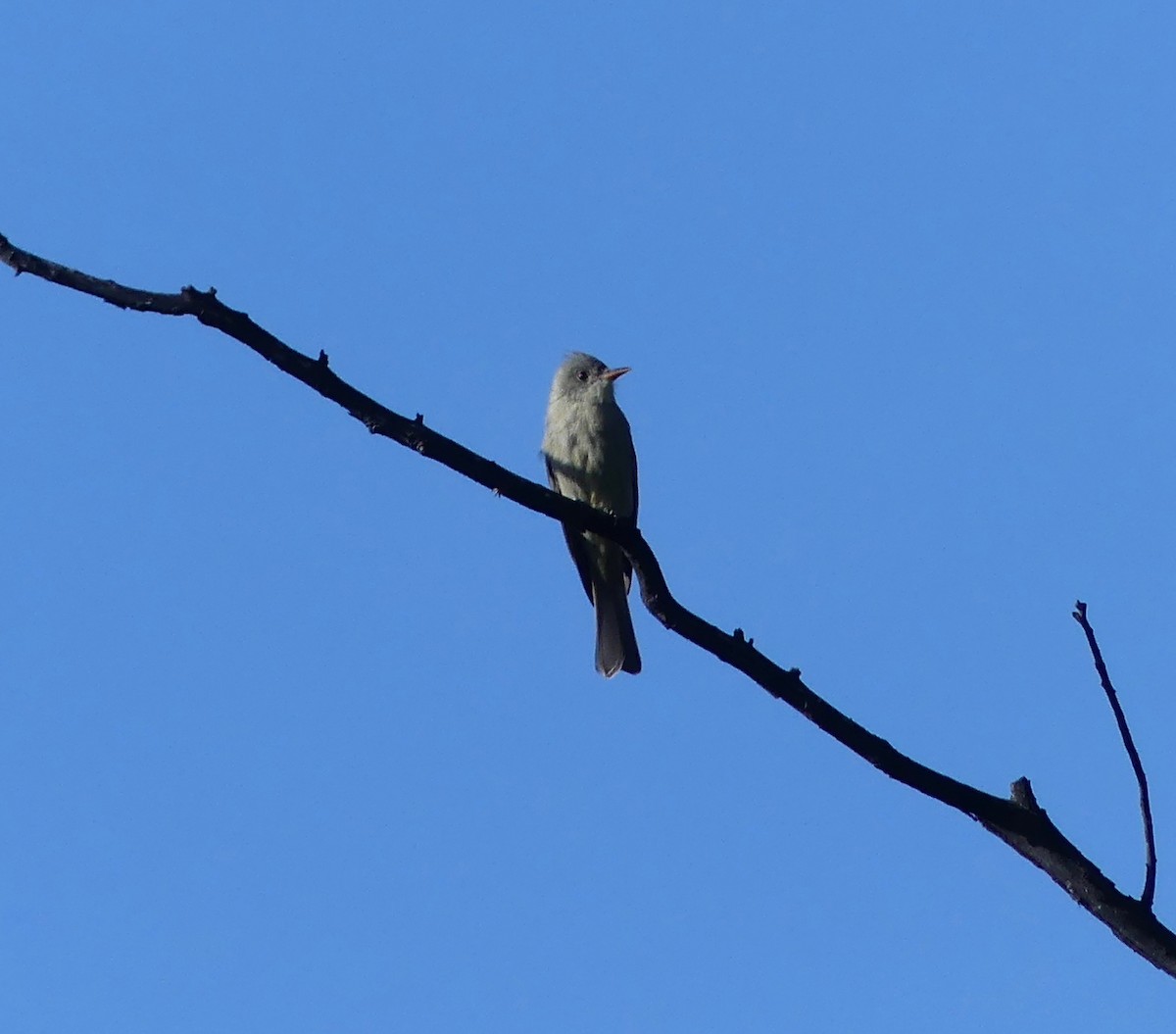 Greater Pewee - ML183730801