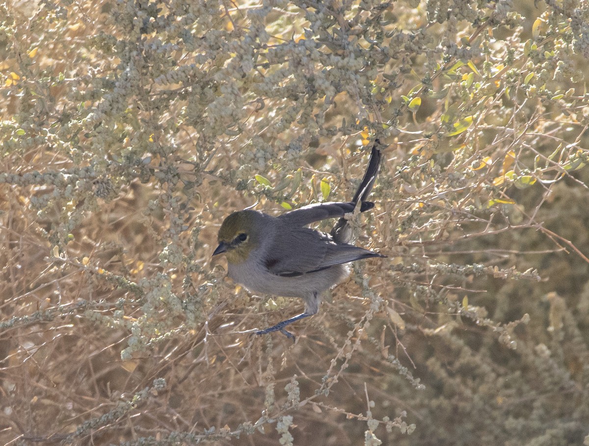 Verdin - Javier Vazquez