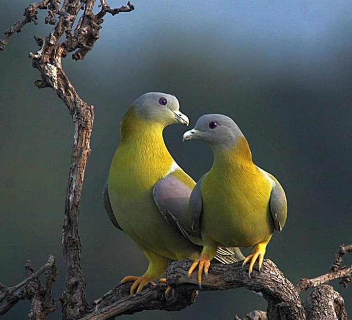 Yellow-footed Green-Pigeon - ML183732241