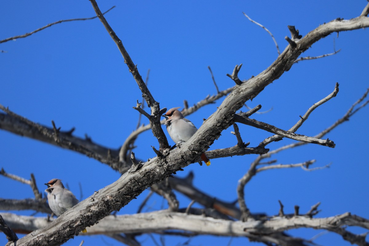 brkoslav severní - ML183733951