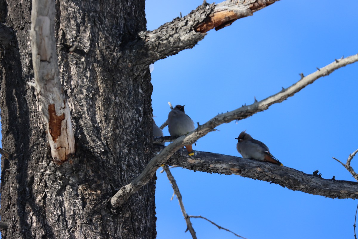 brkoslav severní - ML183733981