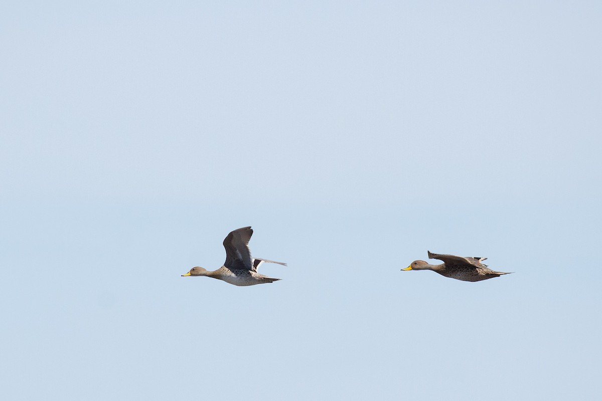 Yellow-billed Pintail - ML183734871