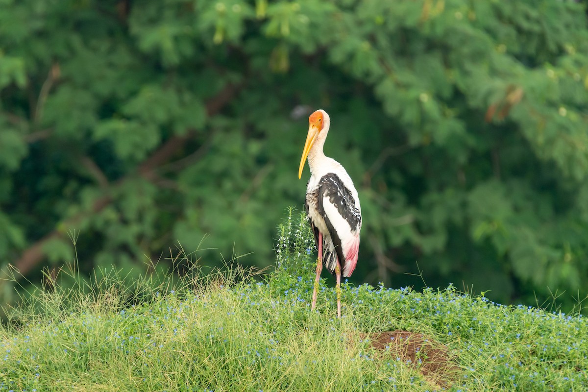 Painted Stork - ML183735151