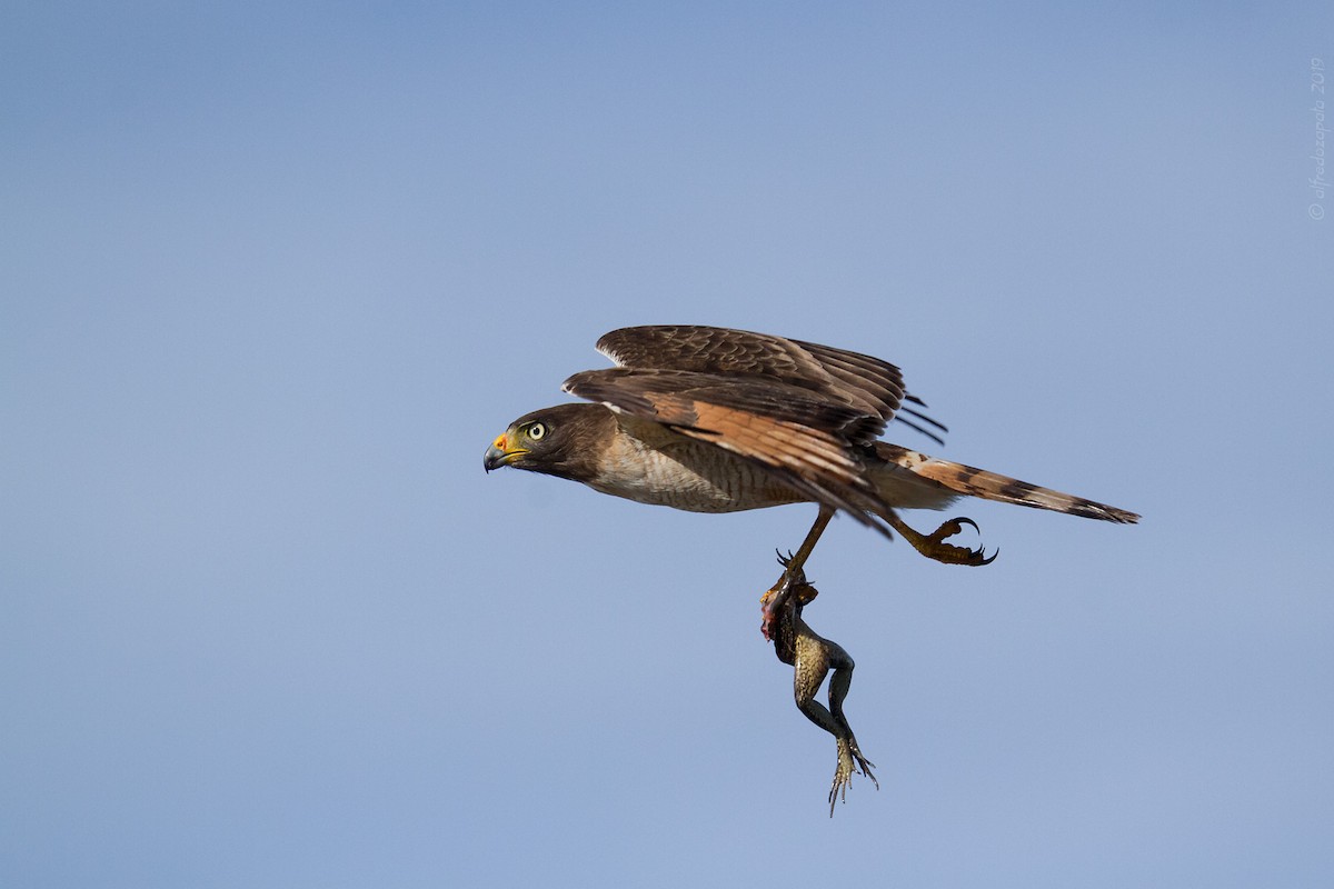 Roadside Hawk - ML183735451