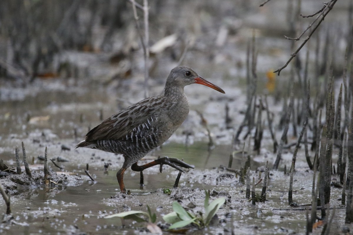 Mangrove Rail (Fonseca) - John van Dort