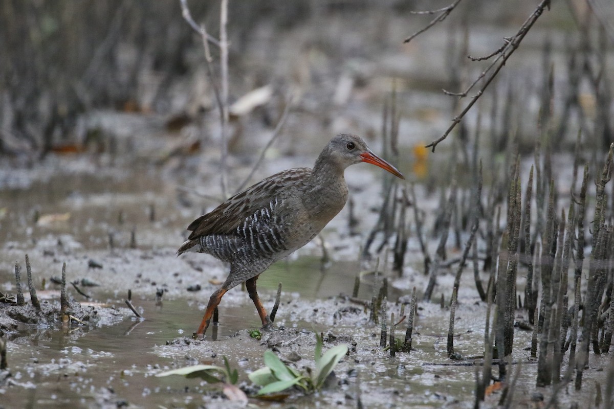 Mangrove Rail (Fonseca) - John van Dort