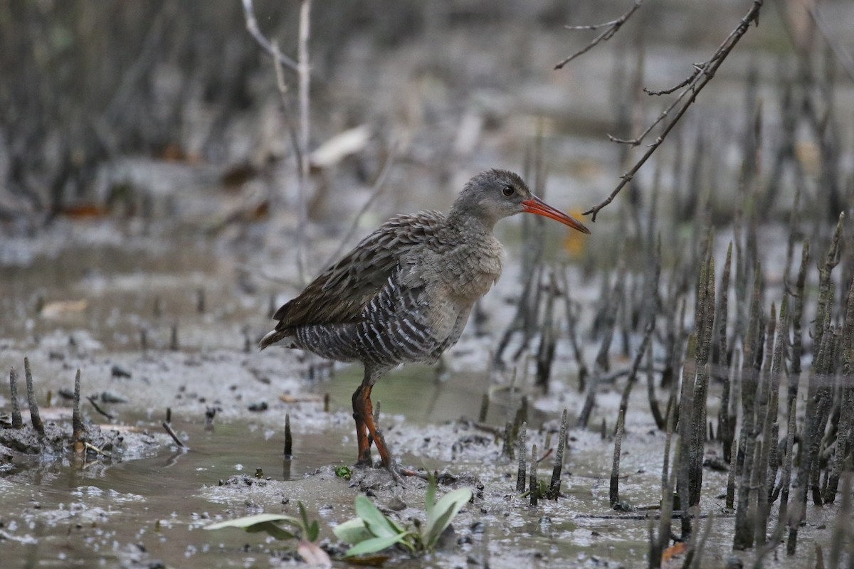 Mangrove Rail (Fonseca) - John van Dort