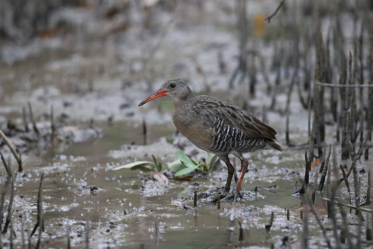 Mangrove Rail (Fonseca) - John van Dort