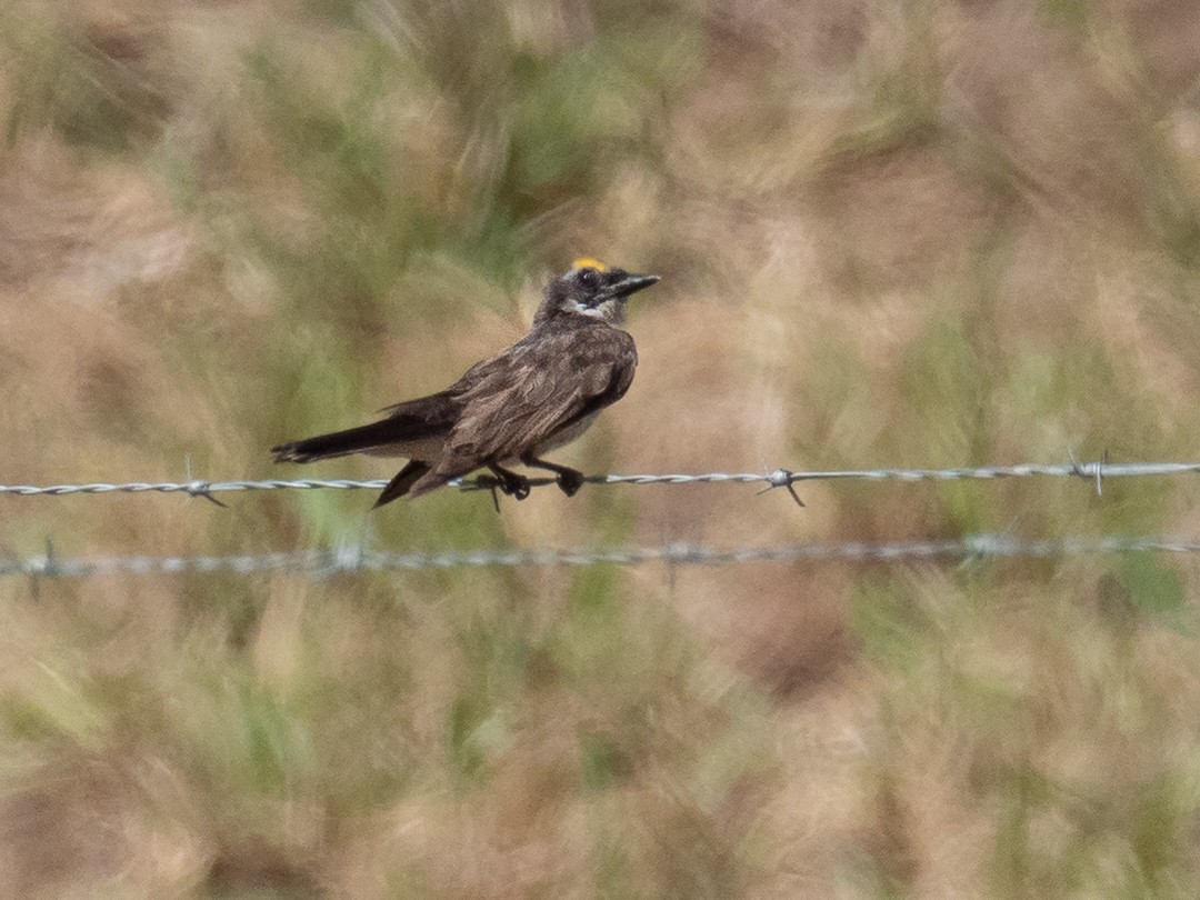 Tirano/Tijereta sp. (Tyrannus sp.) - ML183738081