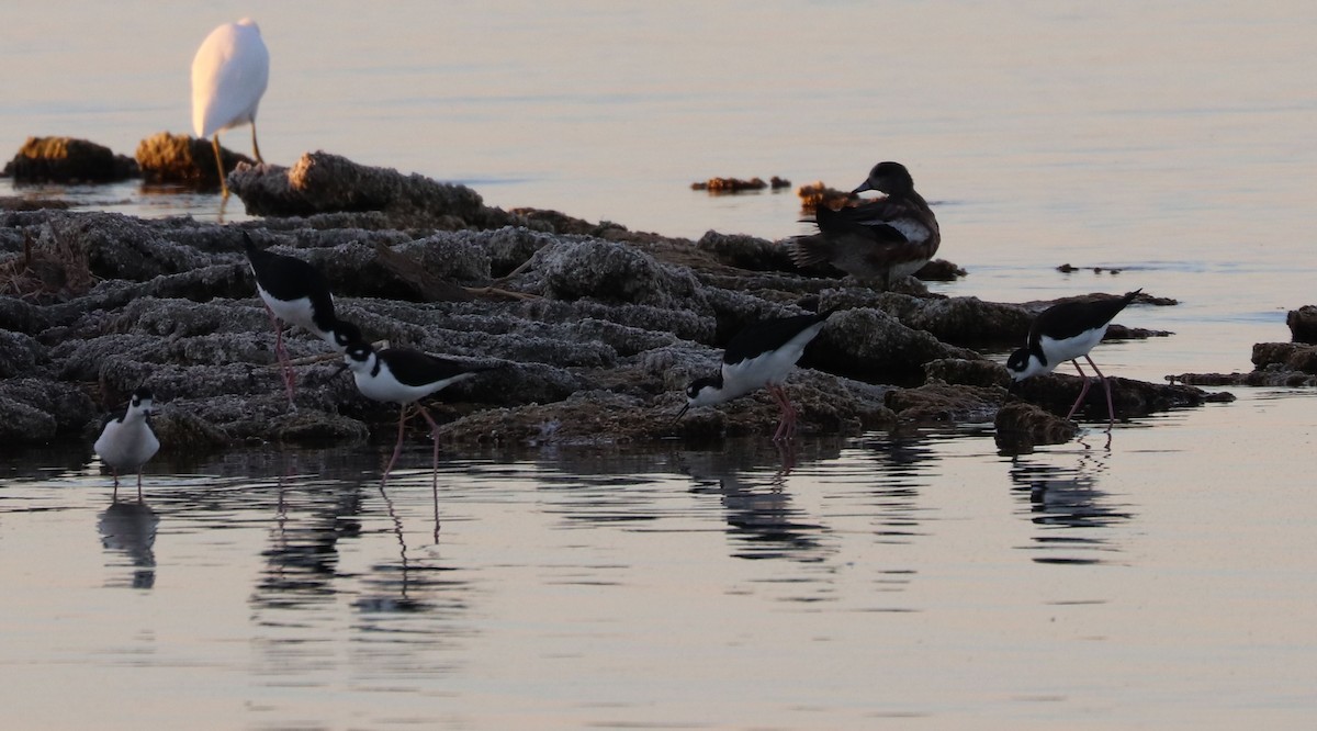 American Wigeon - ML183738341