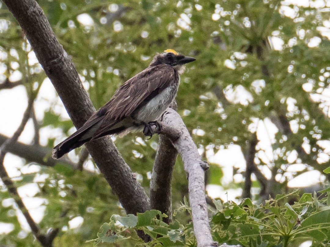 Tirano/Tijereta sp. (Tyrannus sp.) - ML183738701