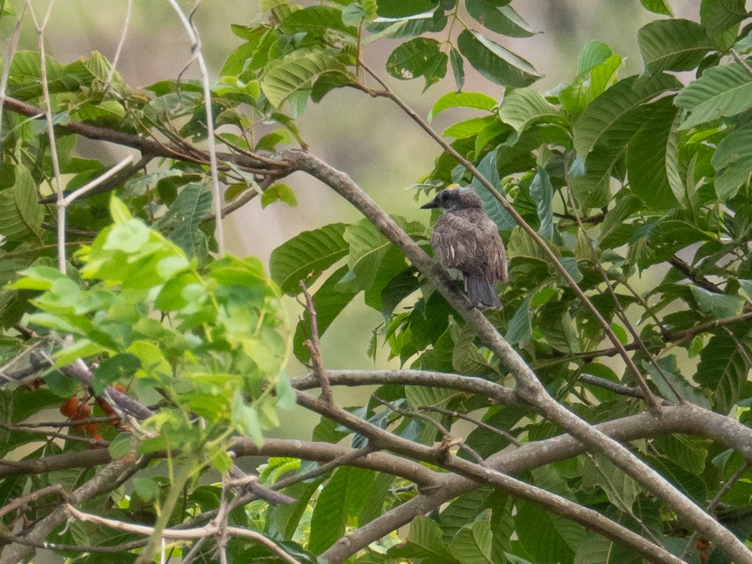 Tirano/Tijereta sp. (Tyrannus sp.) - ML183738801