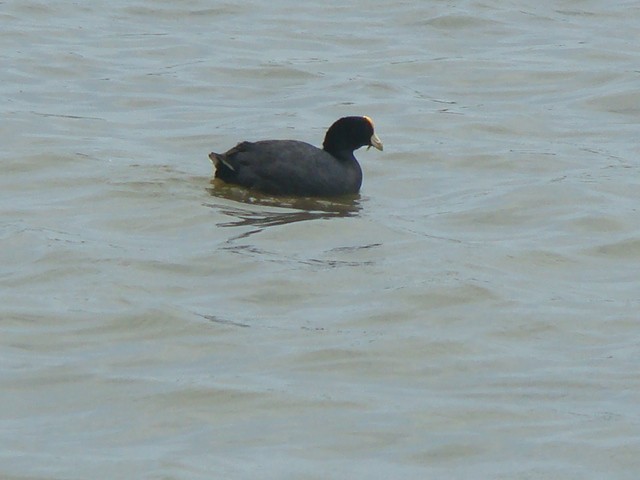 Foulque leucoptère - ML183740591