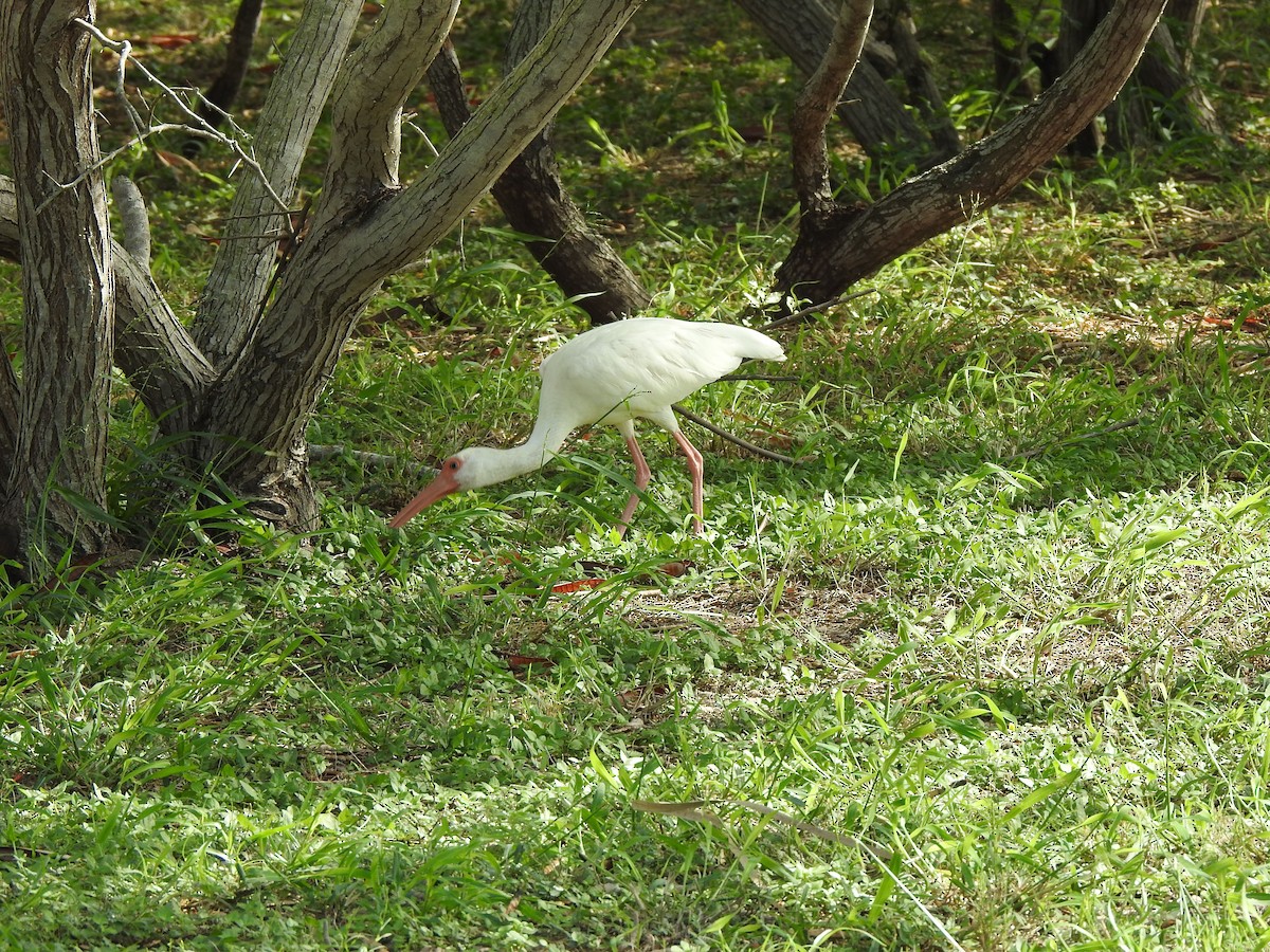 ibis bílý - ML183742271