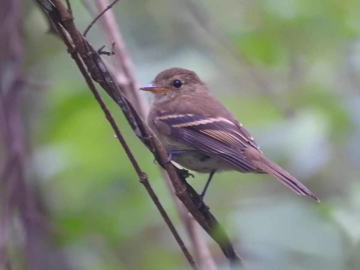 Euler's Flycatcher - Fabricio Candia