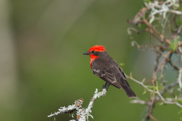 Maracó, La Pampa, Argentina - eBird