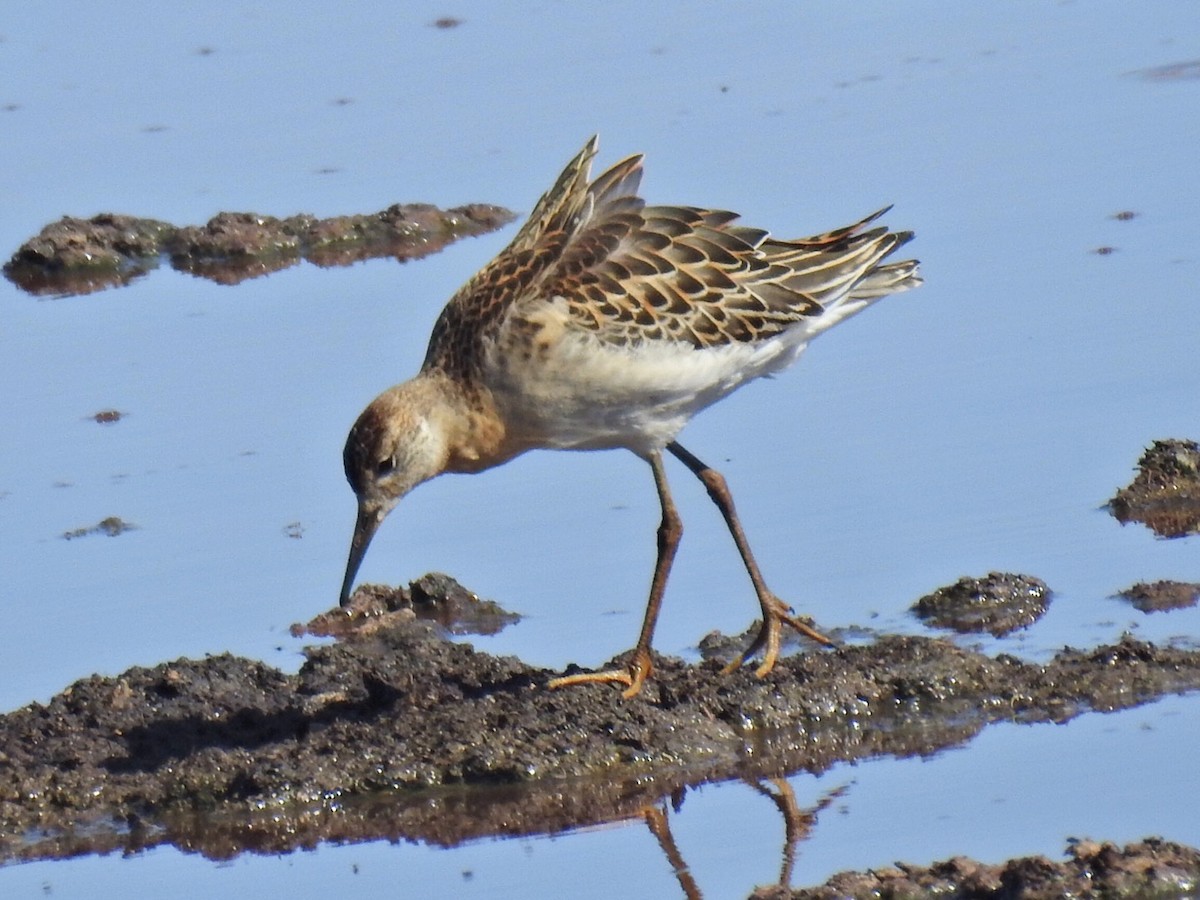 Ruff - Brian Johnson