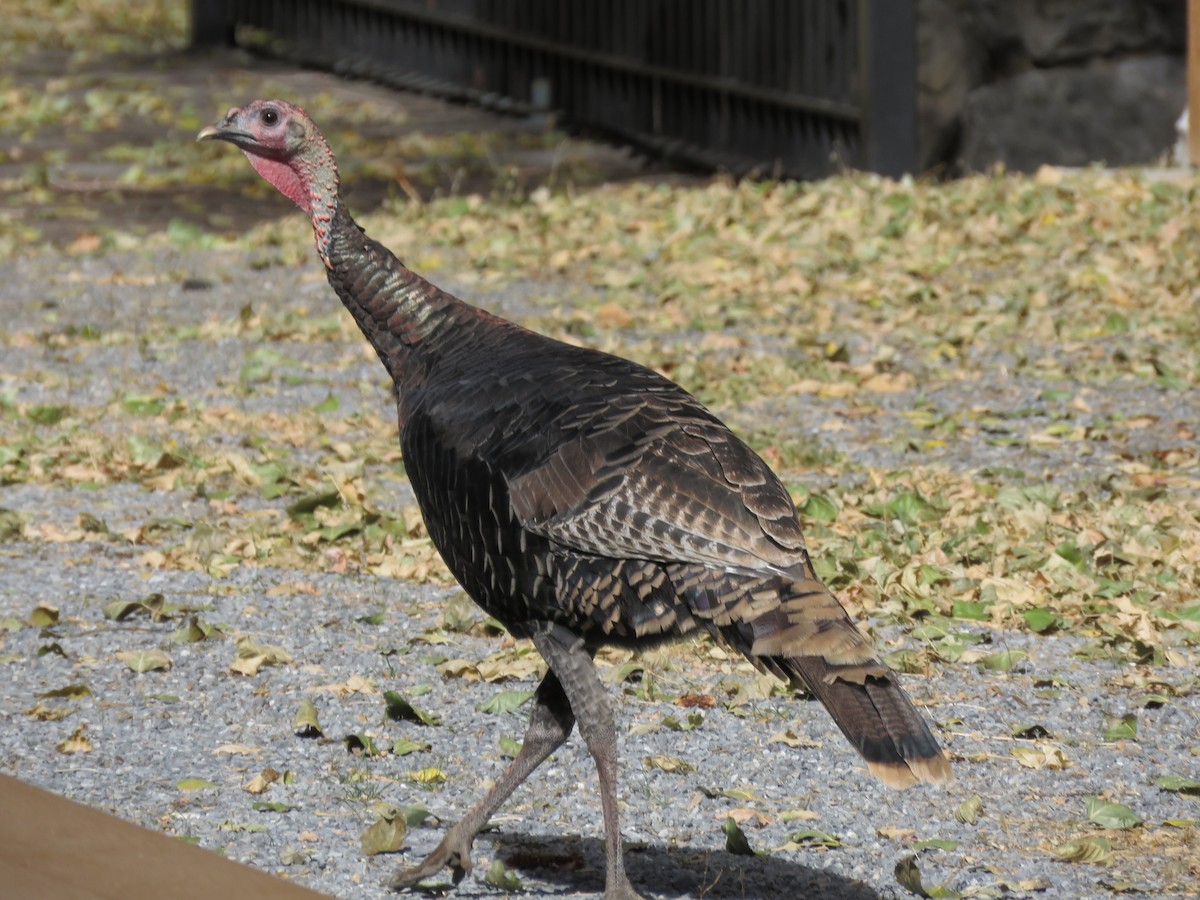 Wild Turkey - ML183743761