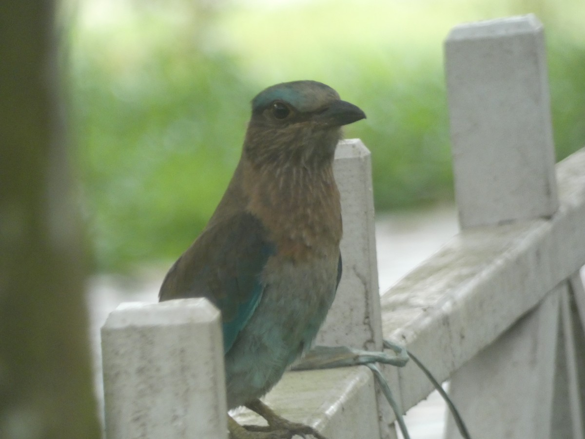 Indian x Indochinese Roller (hybrid) - ML183743981