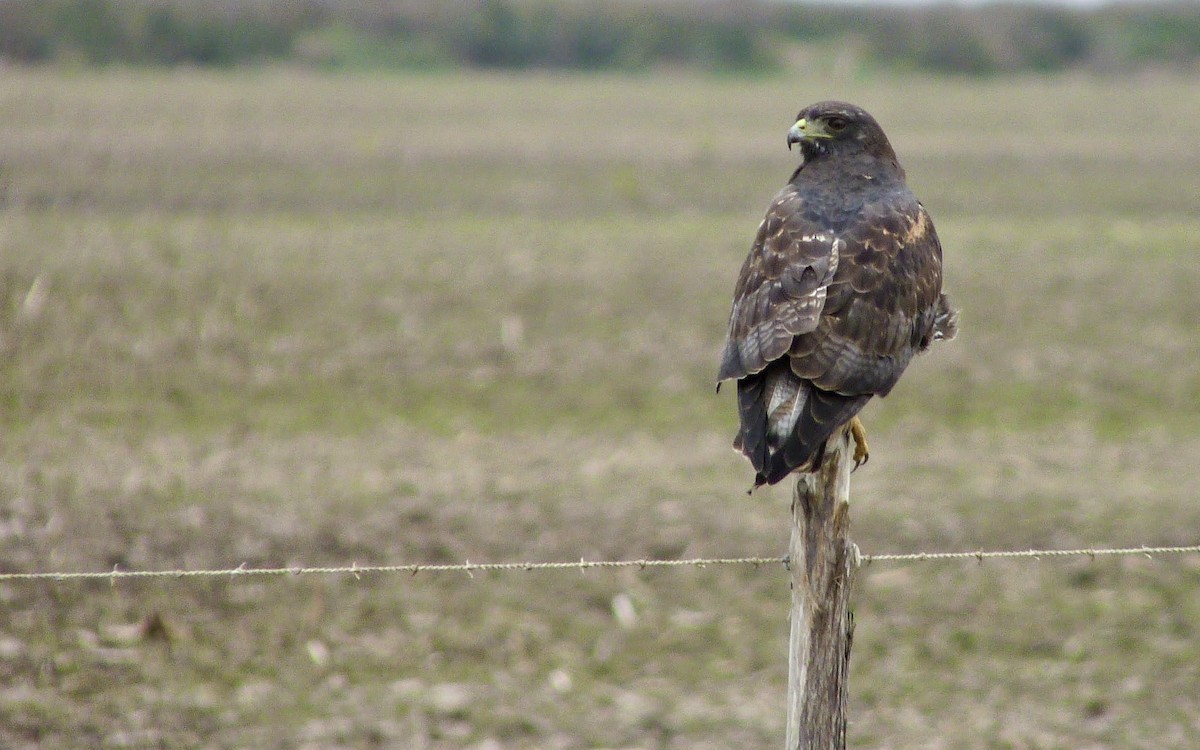 White-tailed Hawk - Sean Fitzgerald