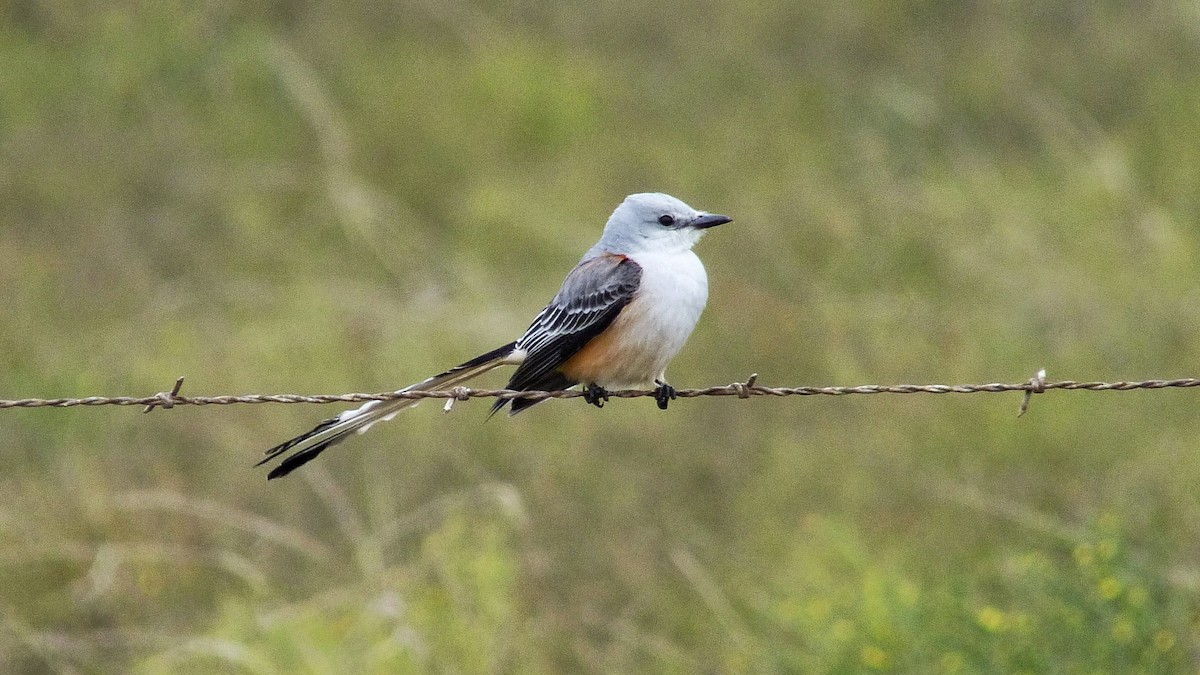 Scissor-tailed Flycatcher - ML183745101