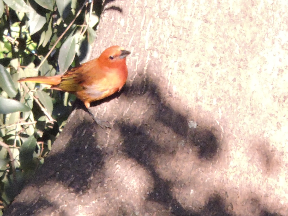 Hepatic Tanager - Rebeca Robledo Gómez