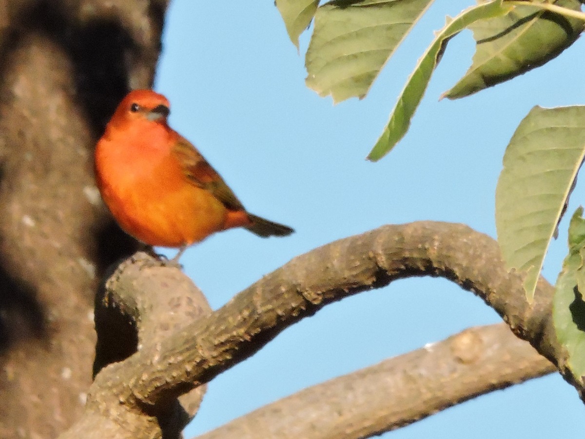 Hepatic Tanager - Rebeca Robledo Gómez