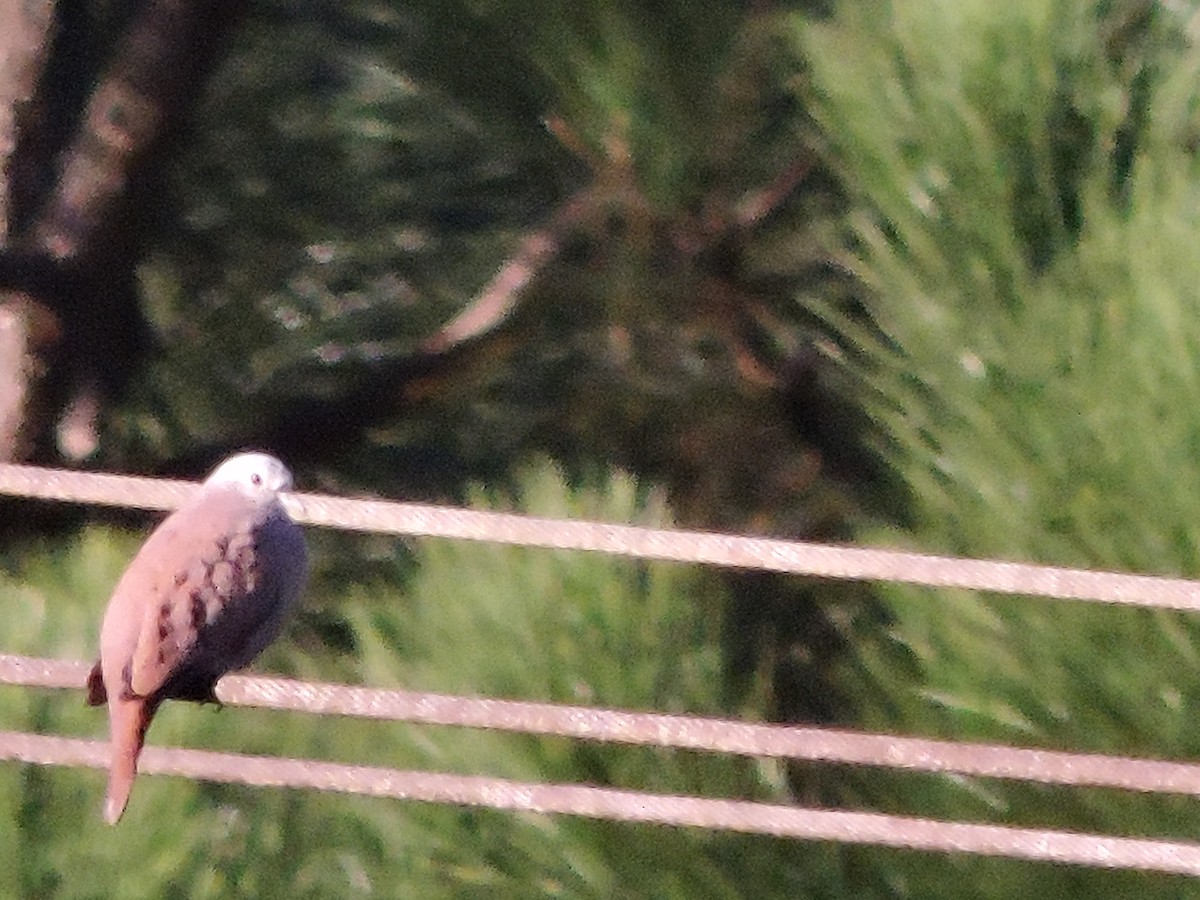 Ruddy Ground Dove - Rebeca Robledo Gómez