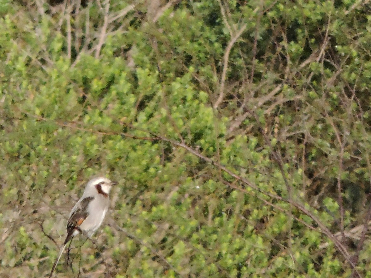 Streamer-tailed Tyrant - ML183746281