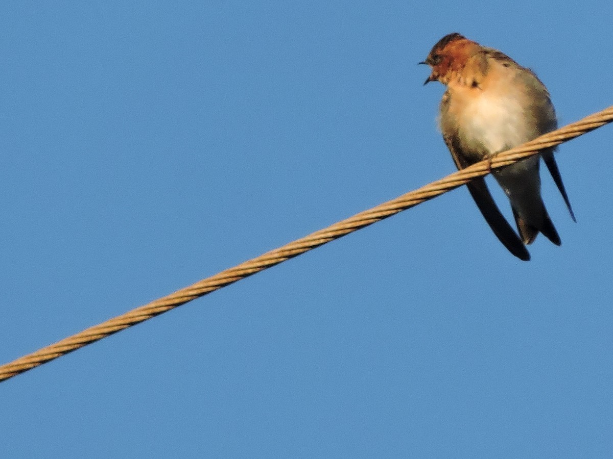 Tawny-headed Swallow - Rebeca Robledo Gómez