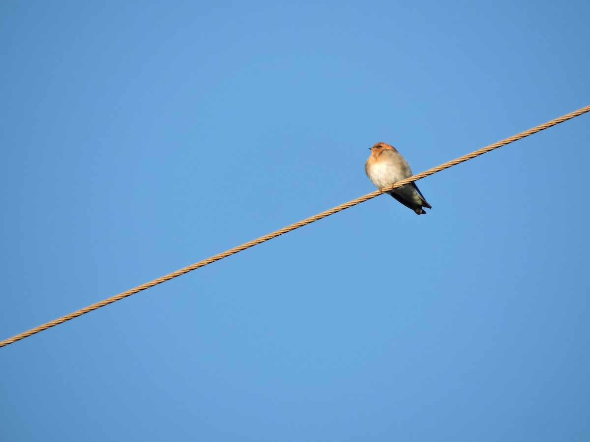 Tawny-headed Swallow - ML183746371