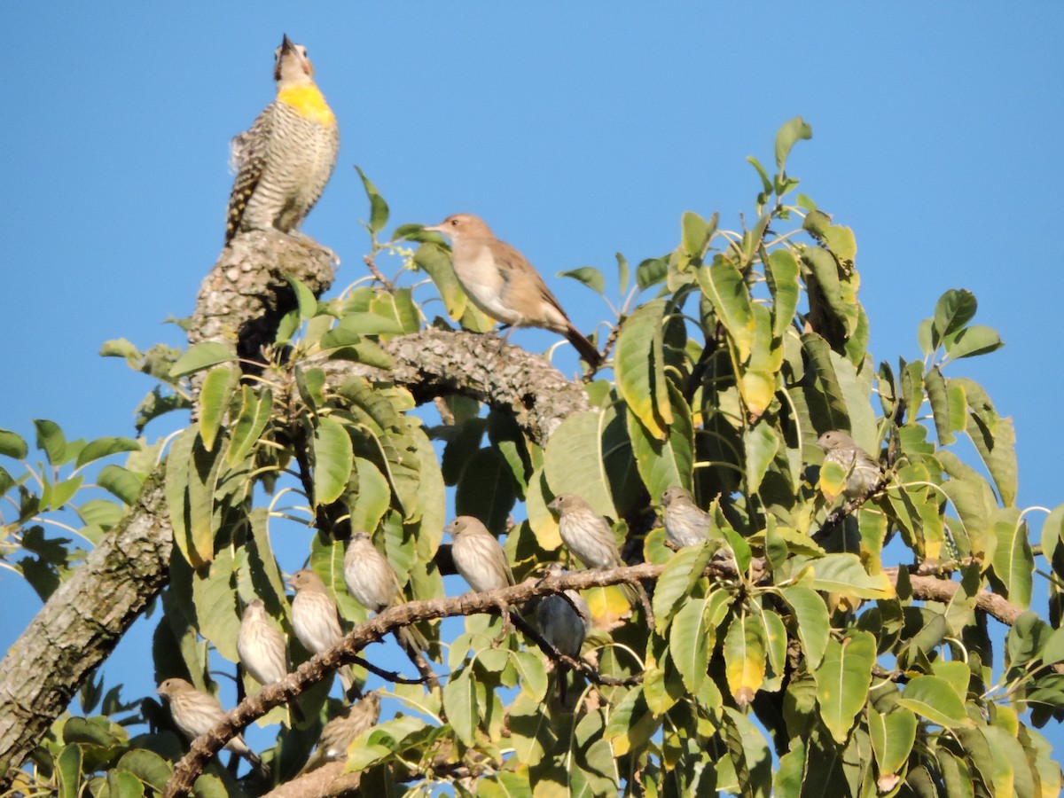 Rufous Hornero - ML183746561