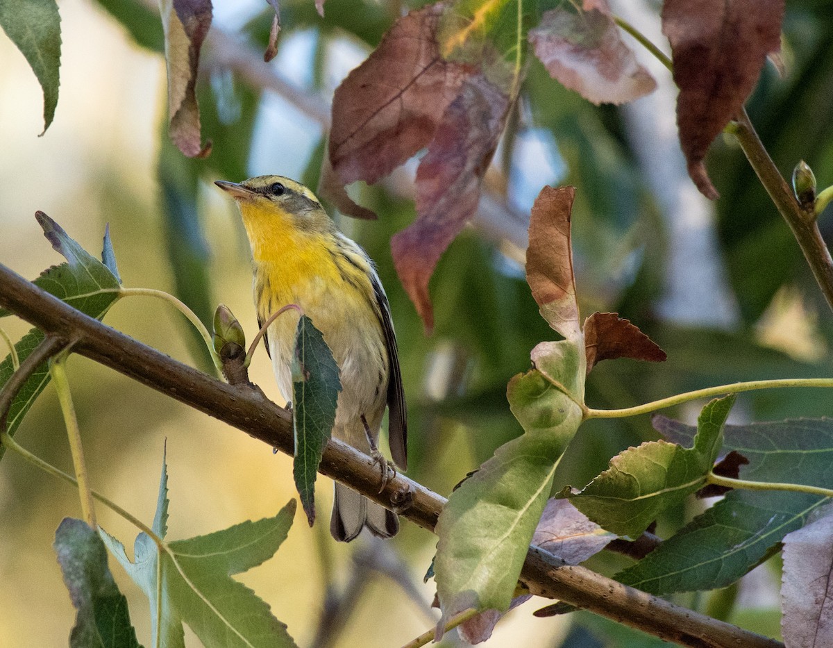 Blackburnian Warbler - ML183747471