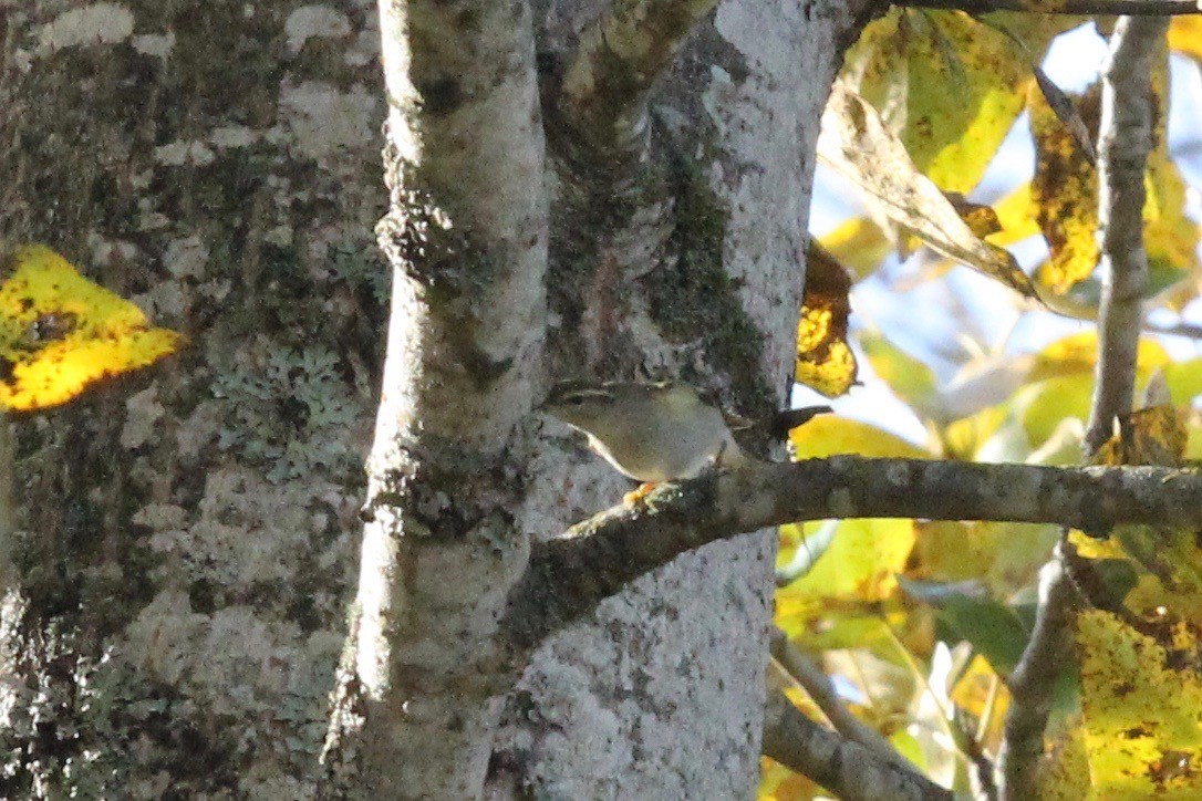 Yellow-browed Warbler - ML183747961