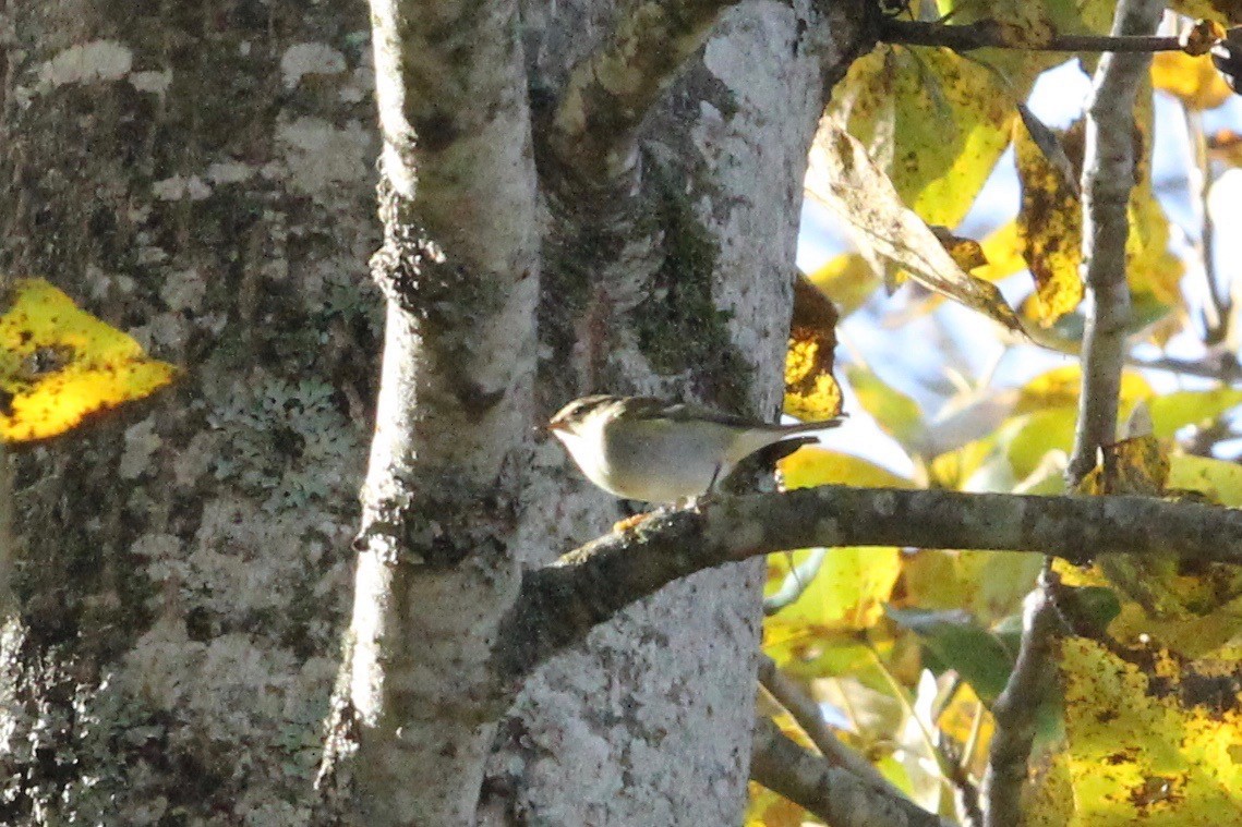 Yellow-browed Warbler - ML183747971