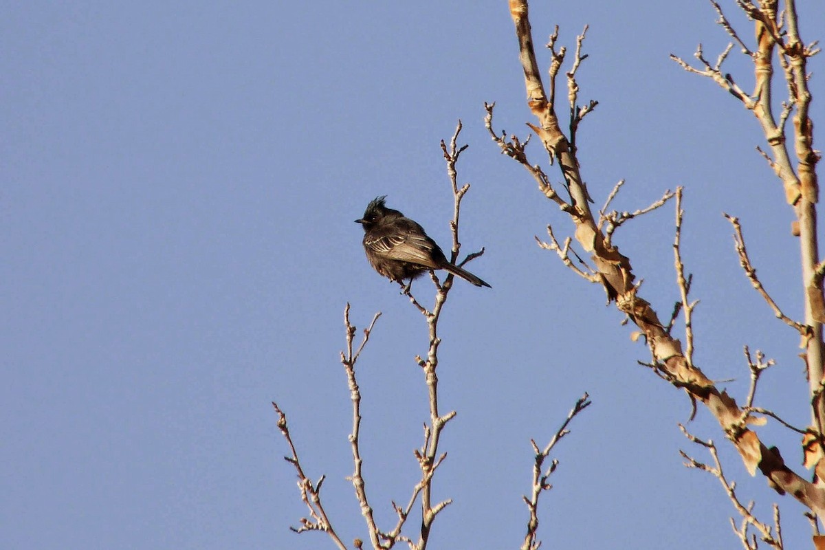 Phainopepla - Sean Fitzgerald