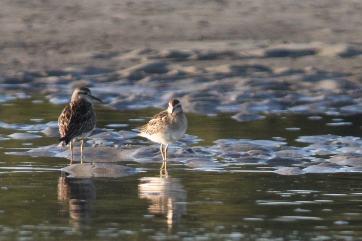 Sharp-tailed Sandpiper - ML183751911