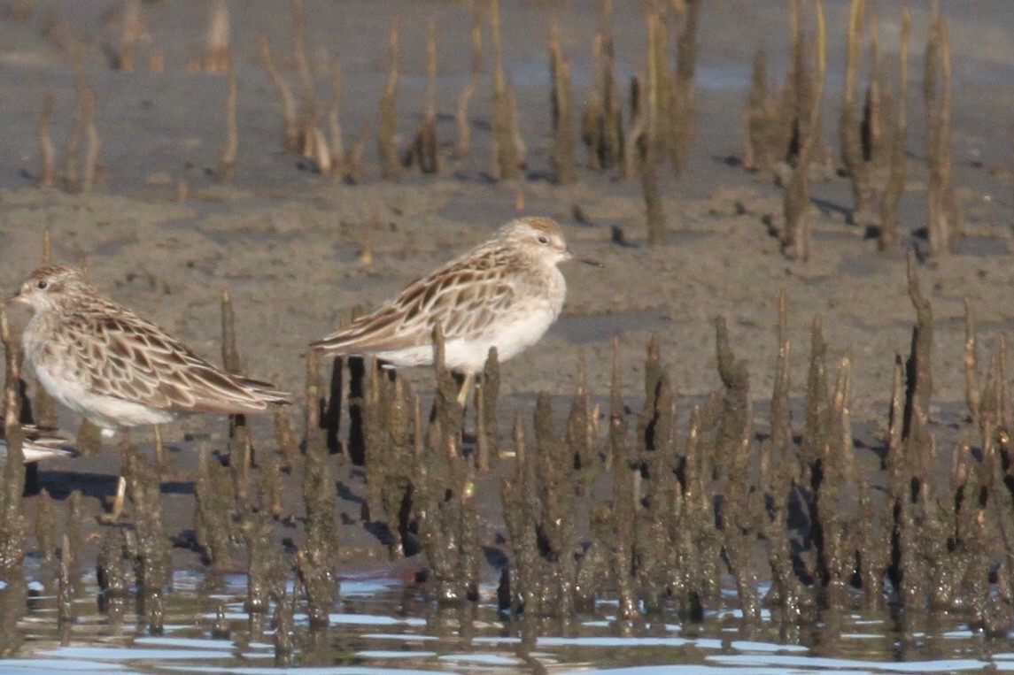 Sharp-tailed Sandpiper - parrish evans